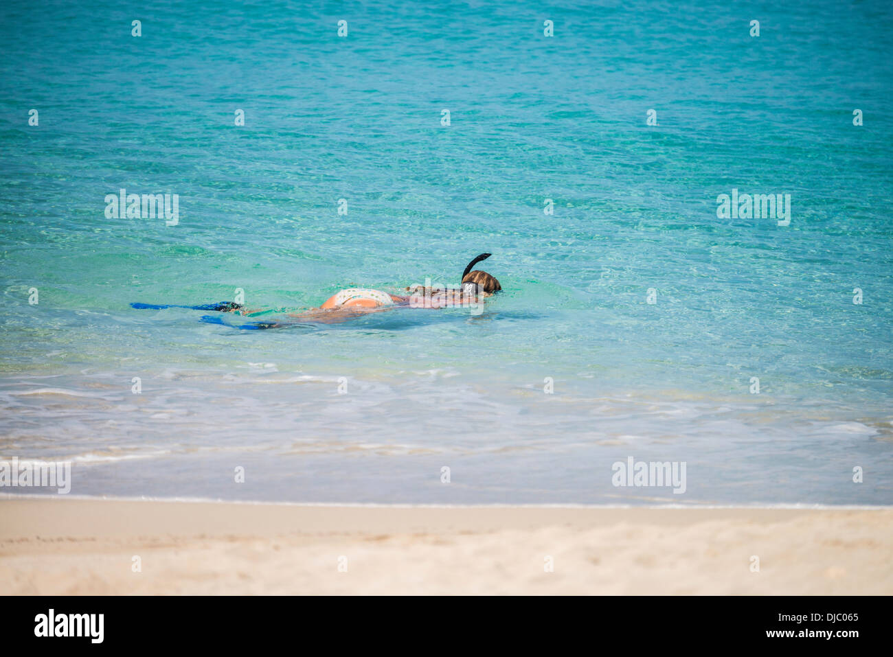 A tatooed woman snorkels  in the beautiful Caribbean water off the beach of St. Croix, U. S. Virgin Islands. Stock Photo