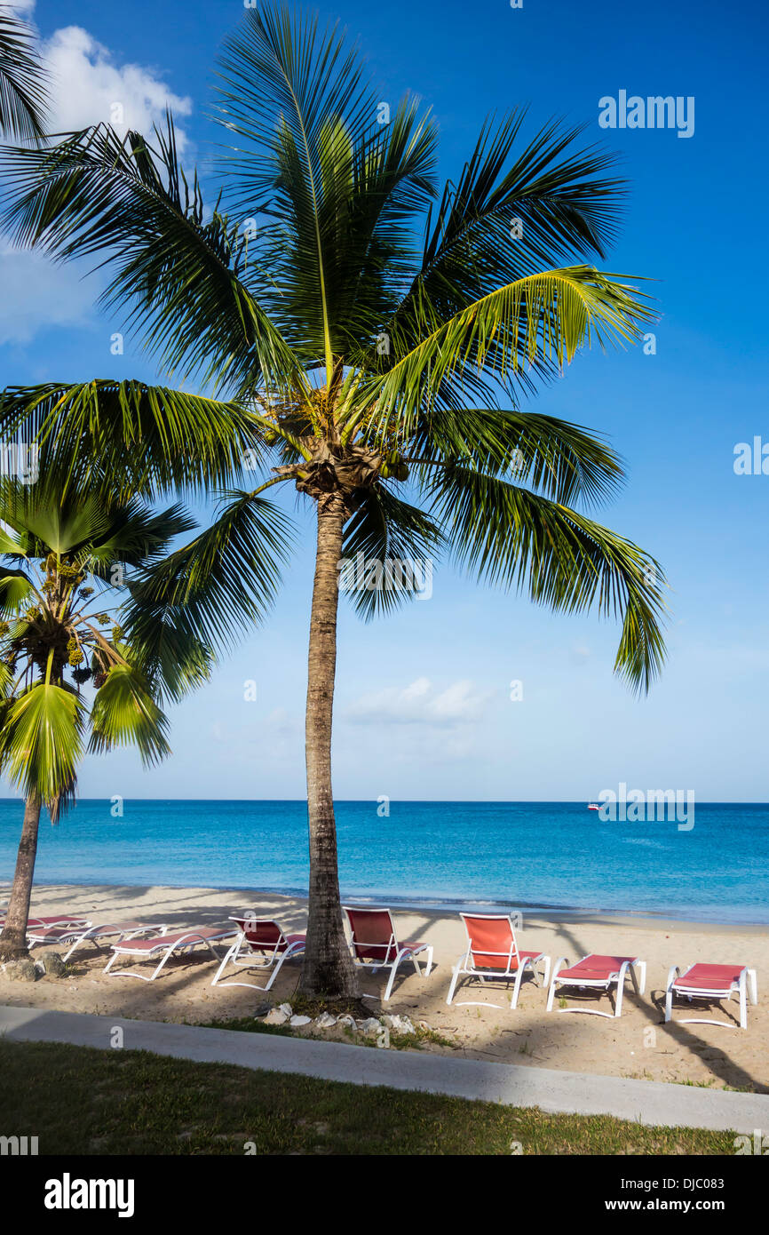 Coconut palms, Arecaceae, graces the beach on the west end of St. Croix, U.S, Virgin Islands, Stock Photo