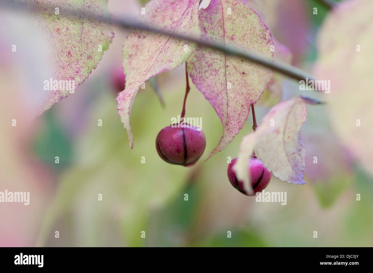 EUONYMUS OXYPHYLLUS Stock Photo