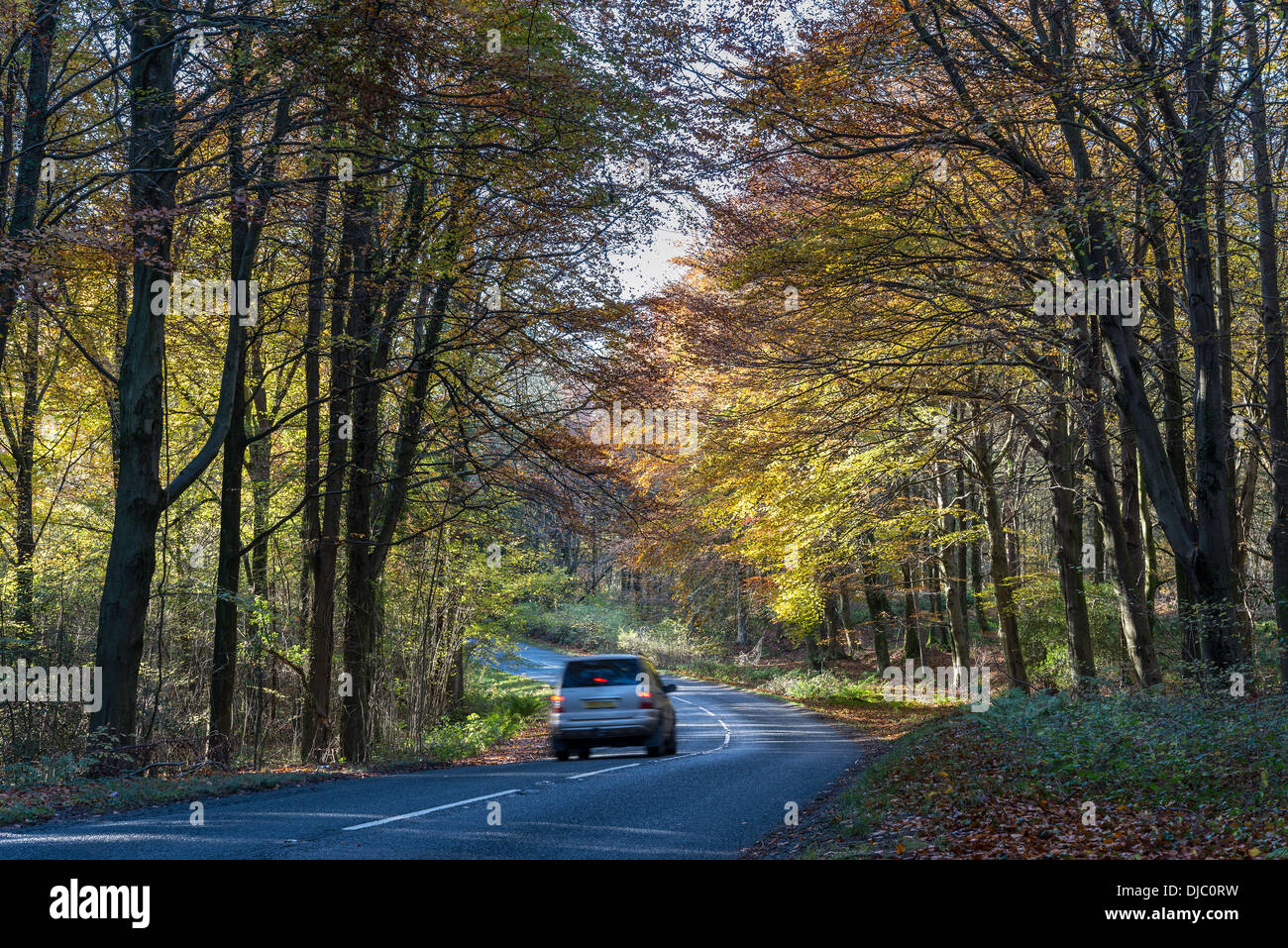 Dappled sunshine hires stock photography and images Alamy