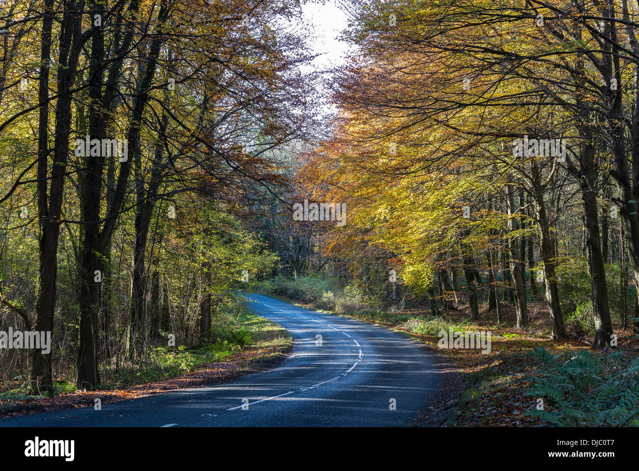 Bend in road in Tidenham Chase, Forest of Dean, Gloucestershire Stock