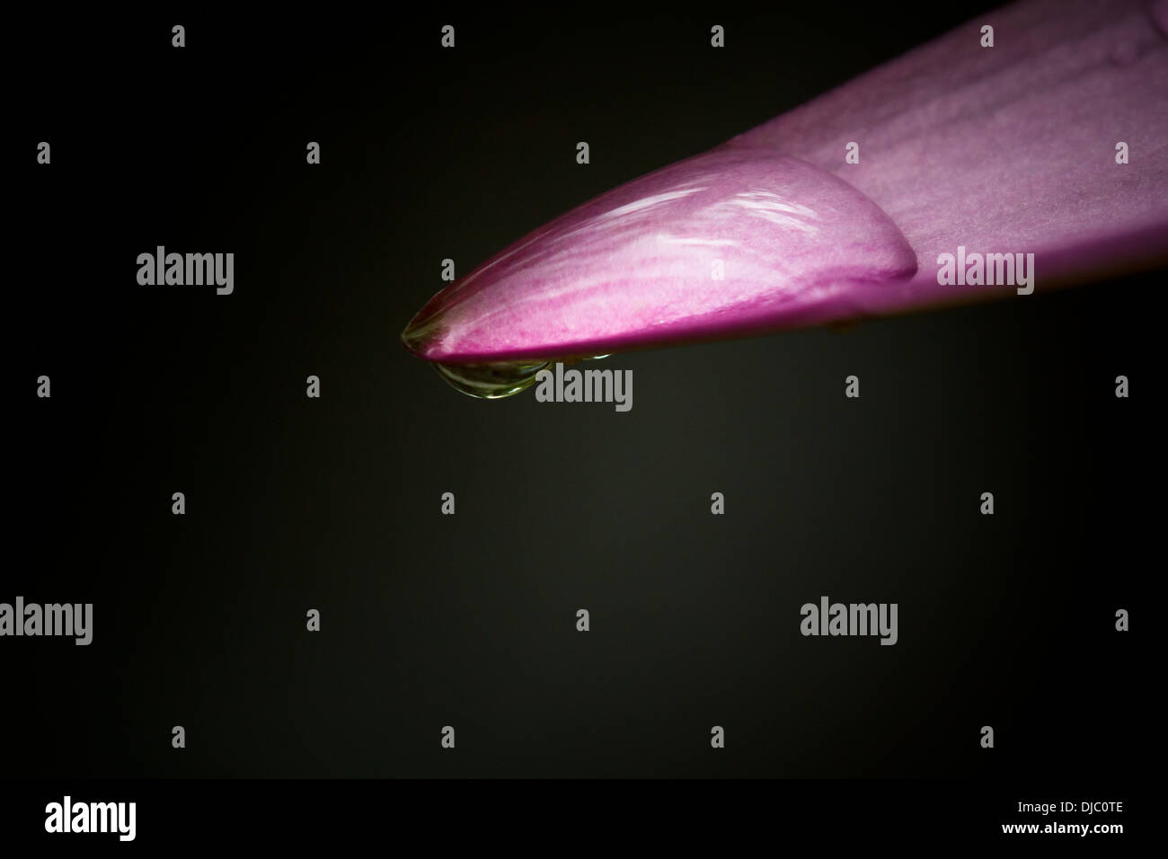 Waterdrops on leaf waterlily hi-res stock photography and images - Alamy
