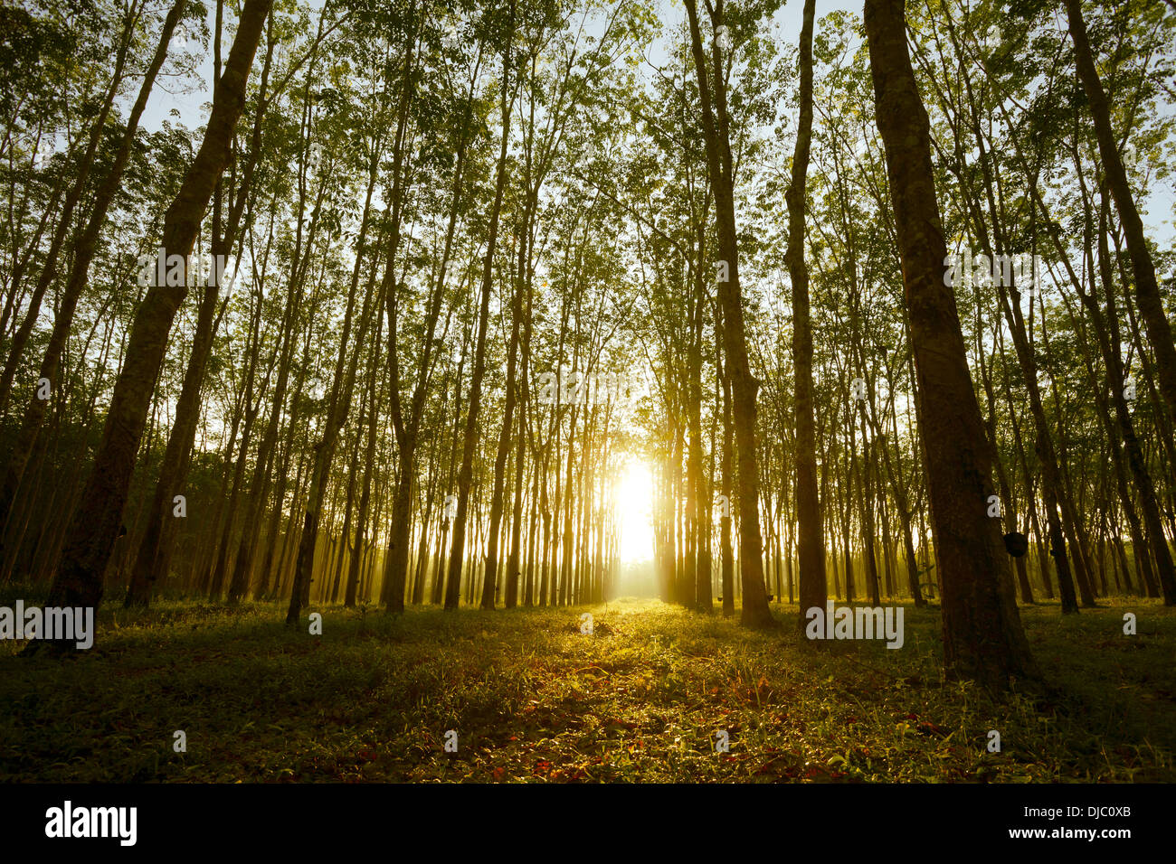 Rubber tree at sunrise in mist At South Thailand Stock Photo Alamy