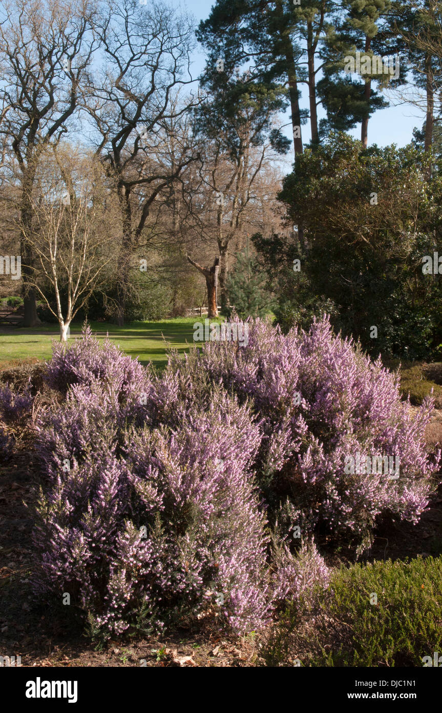 ERICA ERIGENA SUPERBA AT THE PINETUM RHS GARDEN WISLEY Stock Photo