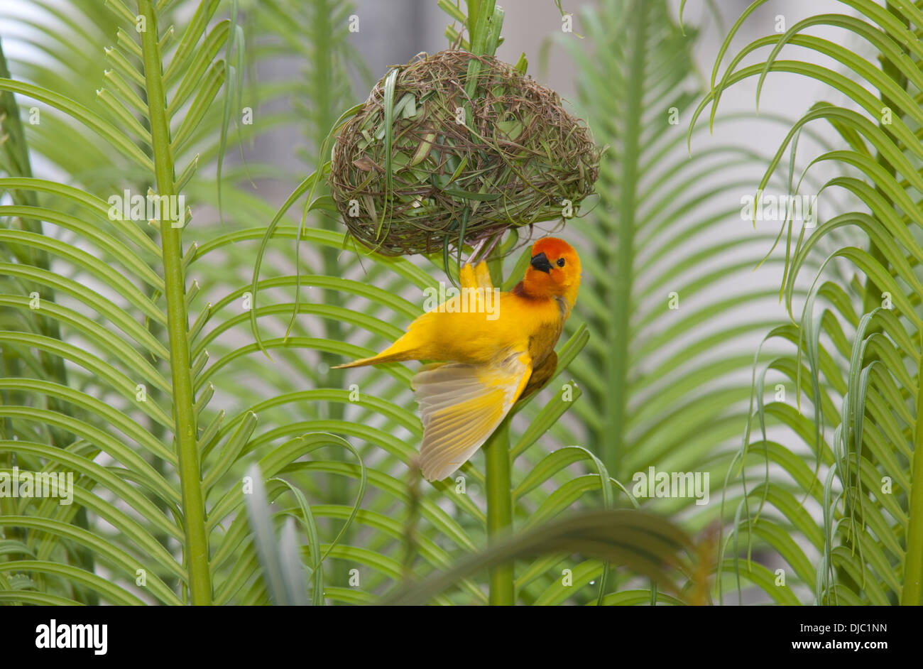 Golden weaver bird Ploceus subaureus displaying on newly constructed nest Mombasa Kenya Stock Photo