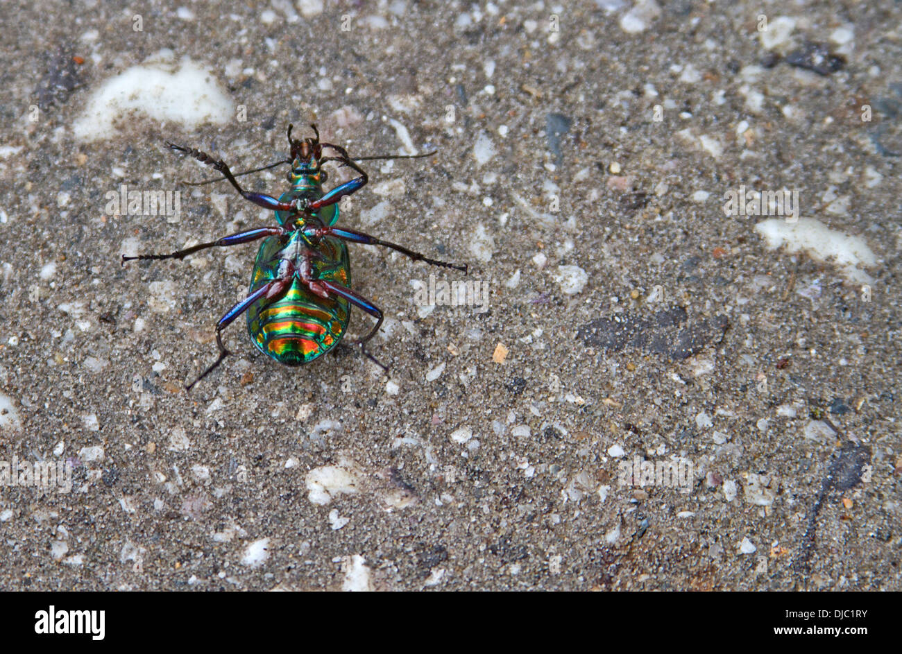 An upside down Fiery Searcher Beetle showing its colorful underbelly markings Stock Photo