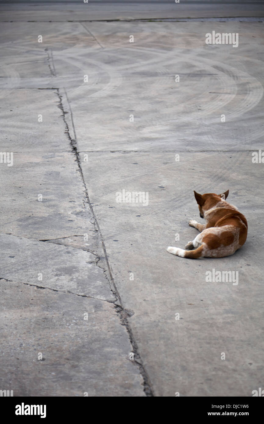 stray dog sits alone on a thailand road, looking lost in the space ...