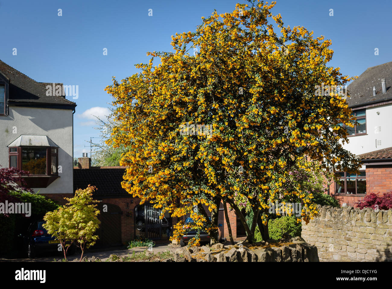 Impressive flowering shrub, probably Berberis, grown as a tree in a front garden feature UK Stock Photo