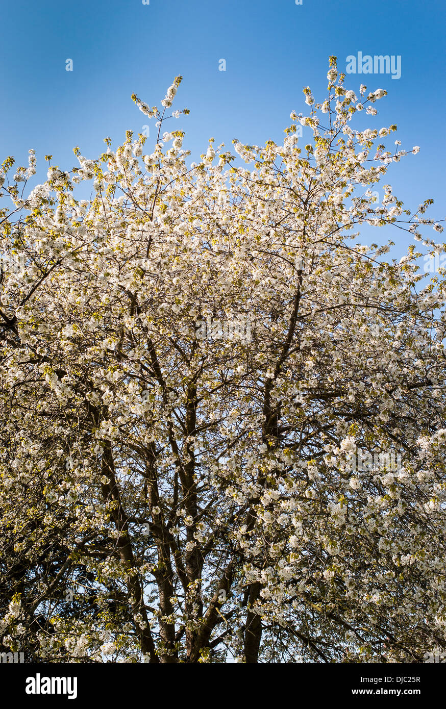 Wild cherry tree in blossom in April UK Stock Photo Alamy
