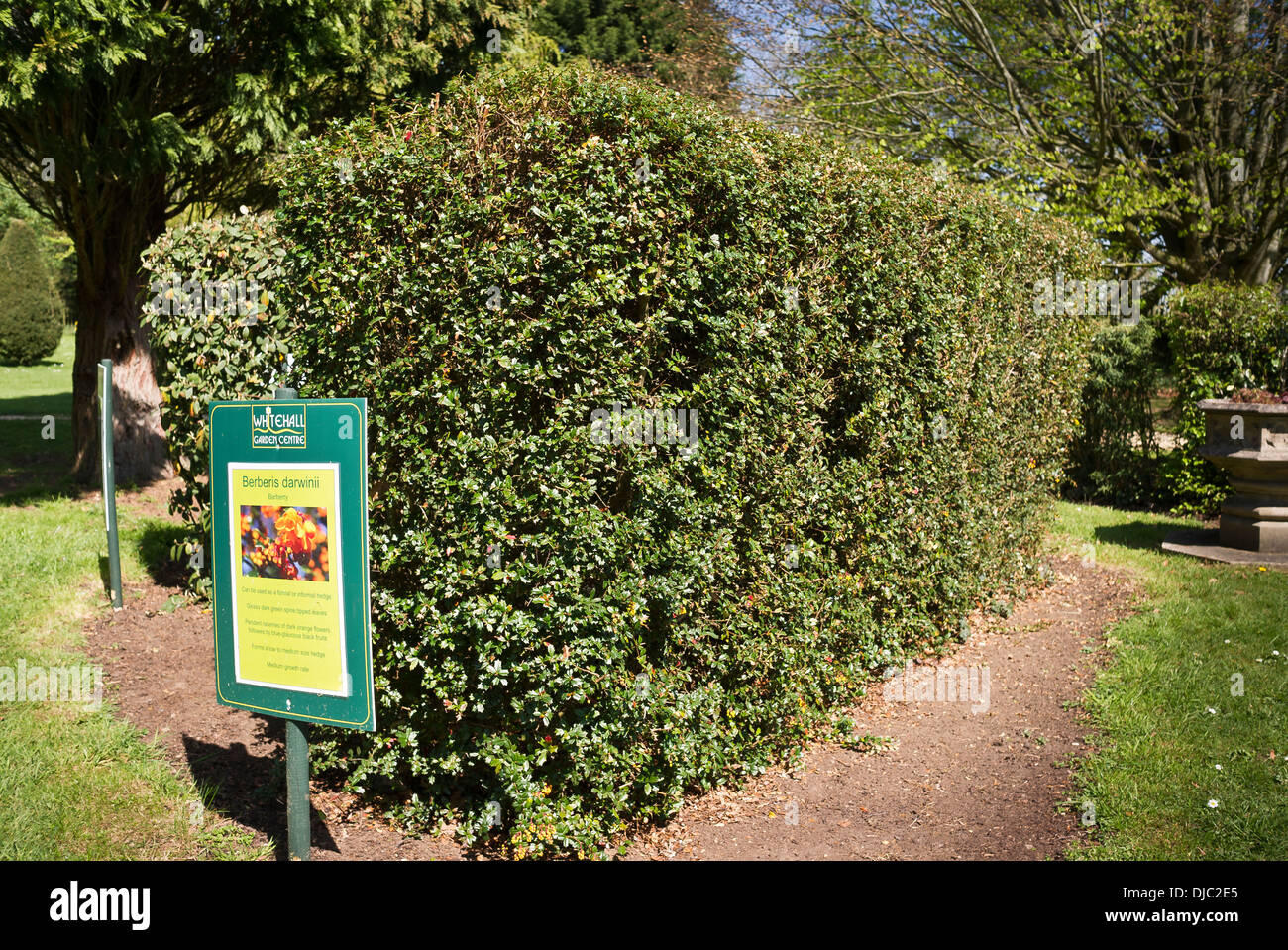 Demonstration hedge using Berberis darwinii in an English garden centre Stock Photo