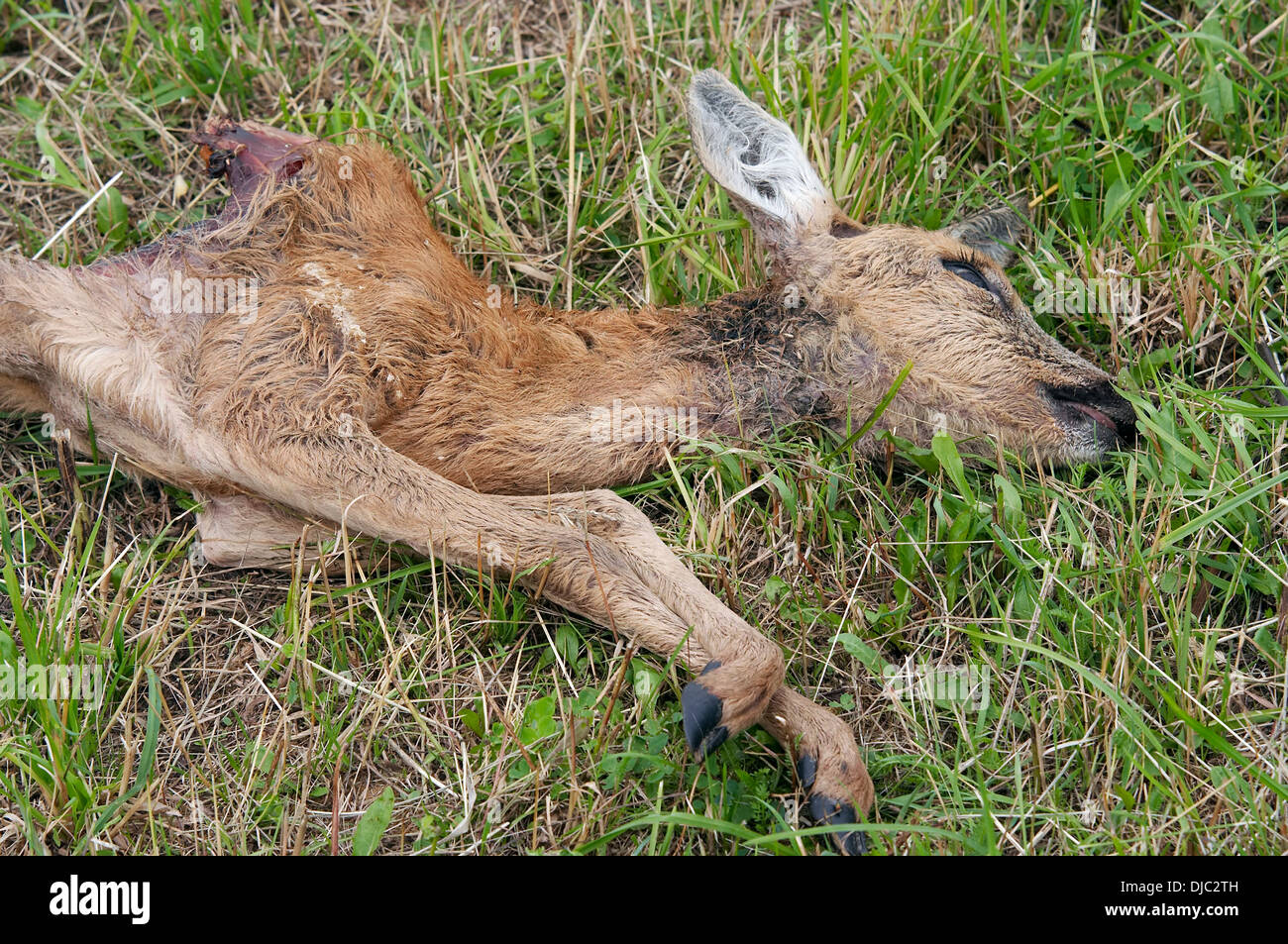 dead young doe - poaching Stock Photo