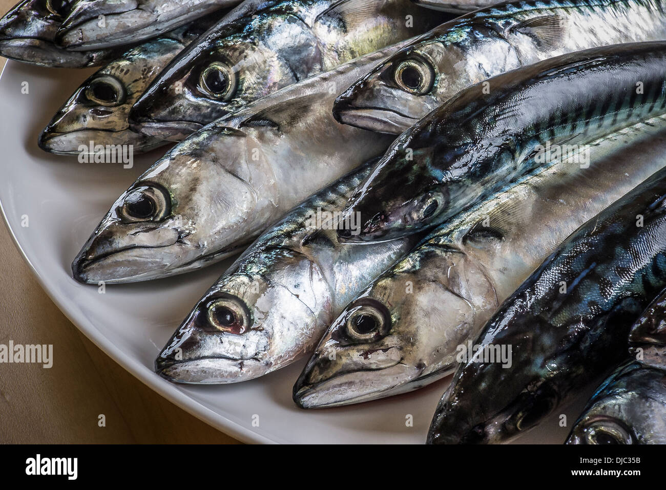 Plate of freshly caught mackerel fish Stock Photo