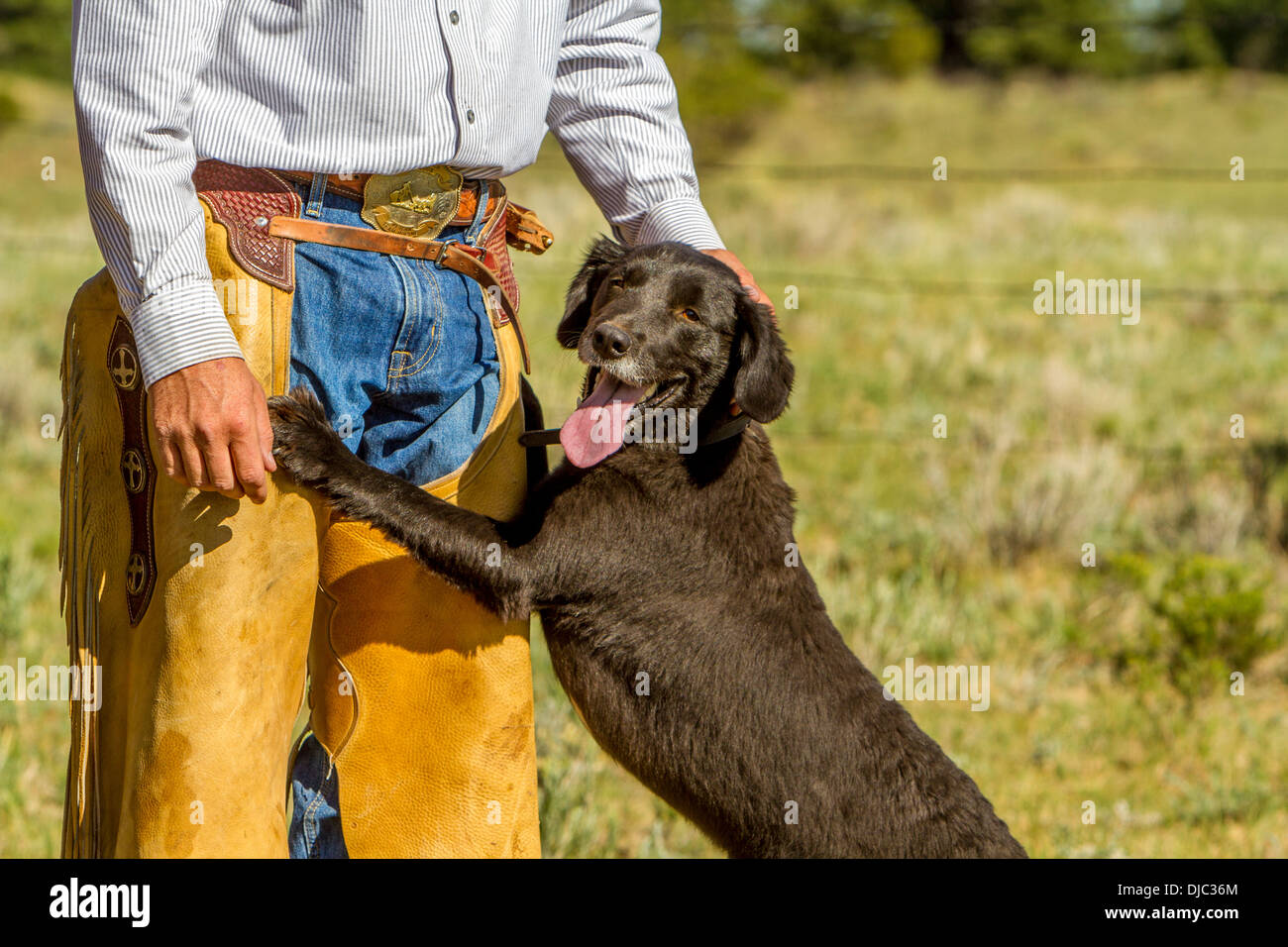 Wrangler and Dog Stock Photo Alamy