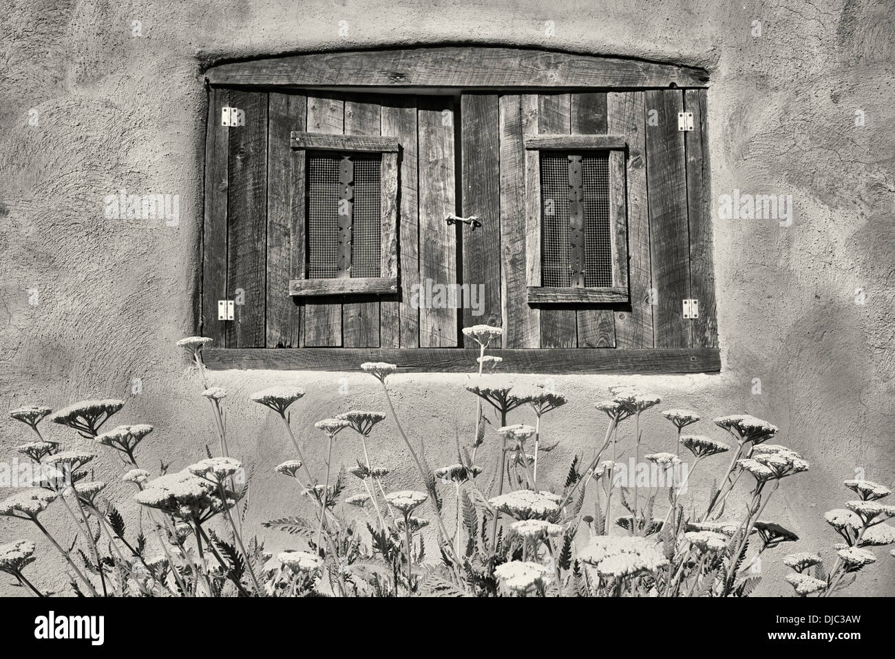 Yarrow flowers in garden with historic window in adobe house. Taos, New Mexico. Stock Photo