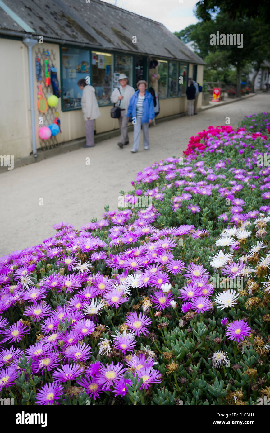 Purple Lampranthus flowers in a bed along the main street on Sark UK Stock Photo