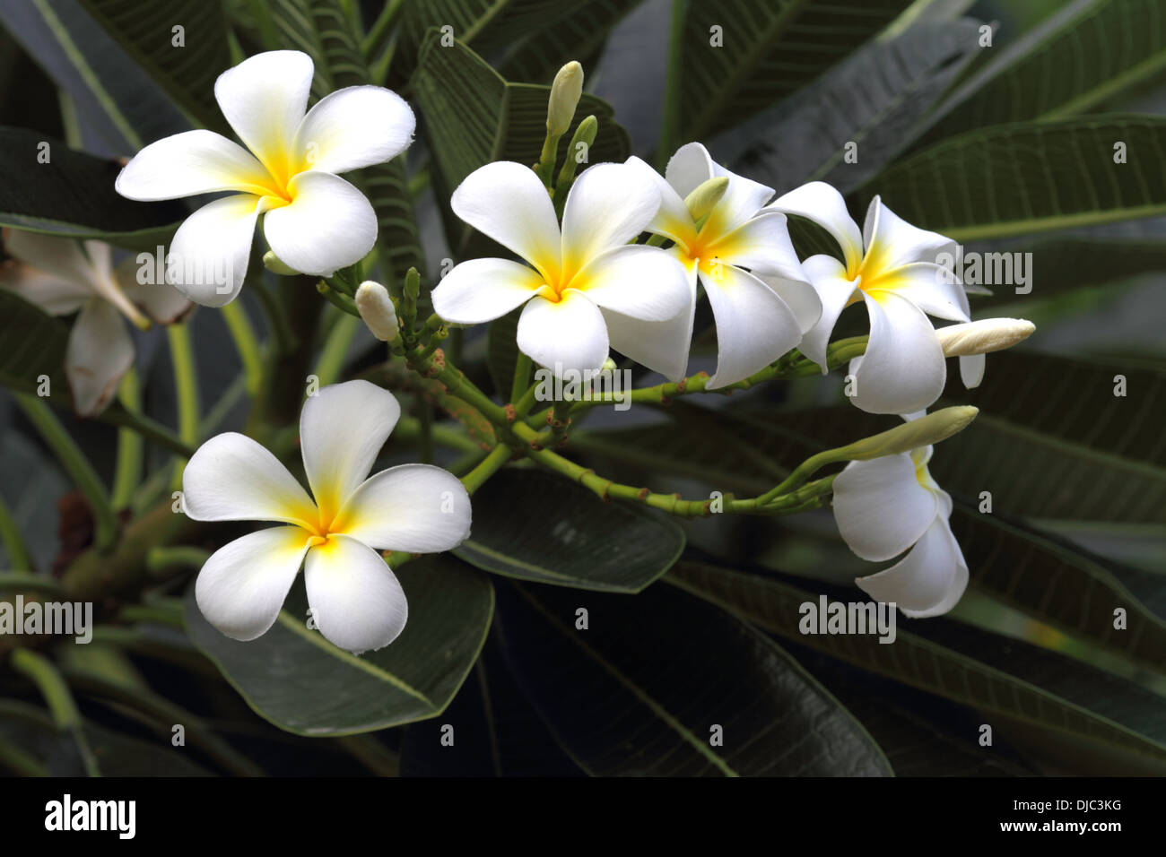 White frangipani flowers in the Kingdom of Bahrain Stock Photo Alamy