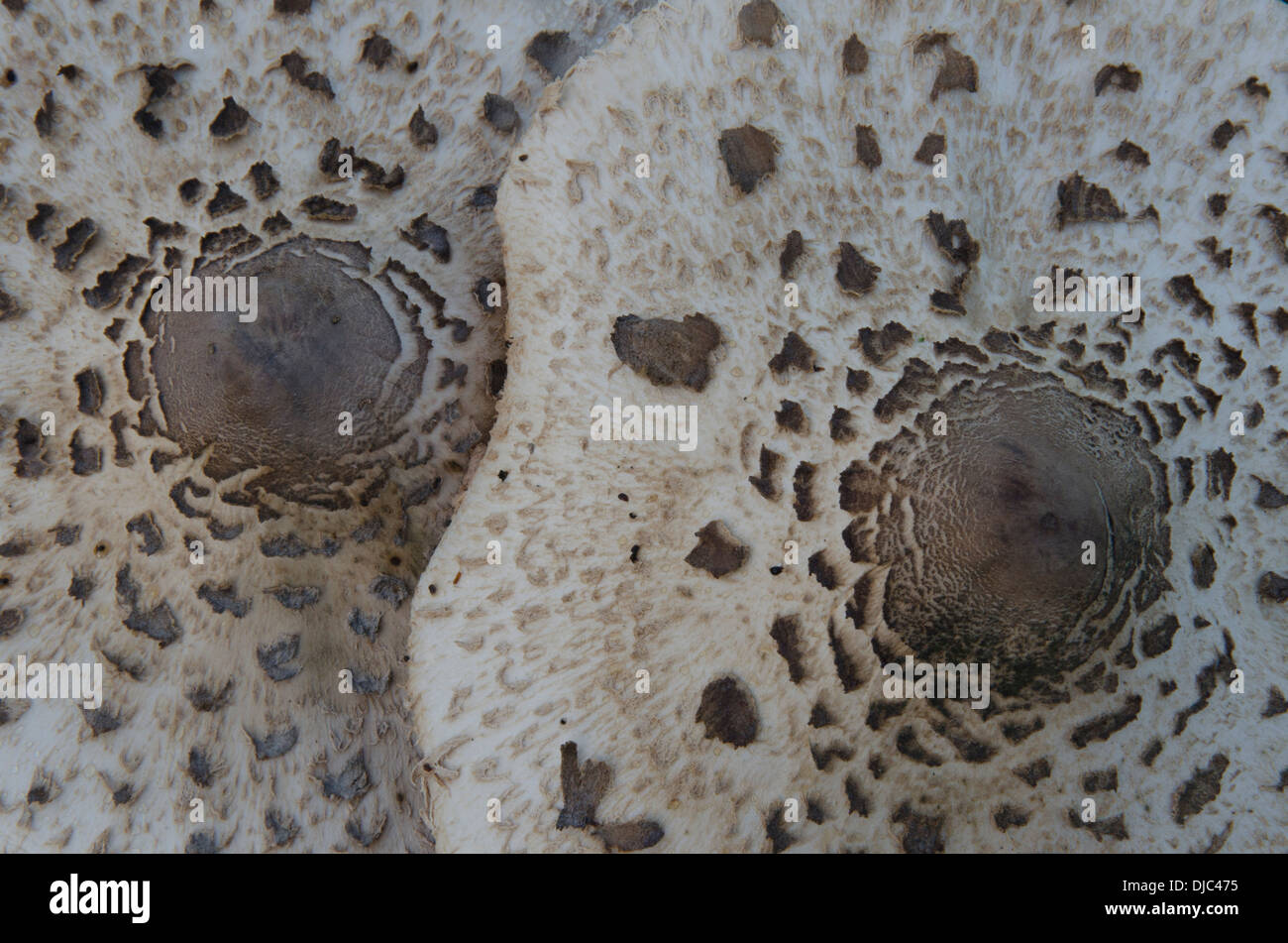 Top of cap of Parasol toadstool [Macrolepiota procera] or [Lepiota procera] Sussex. UK. September Stock Photo