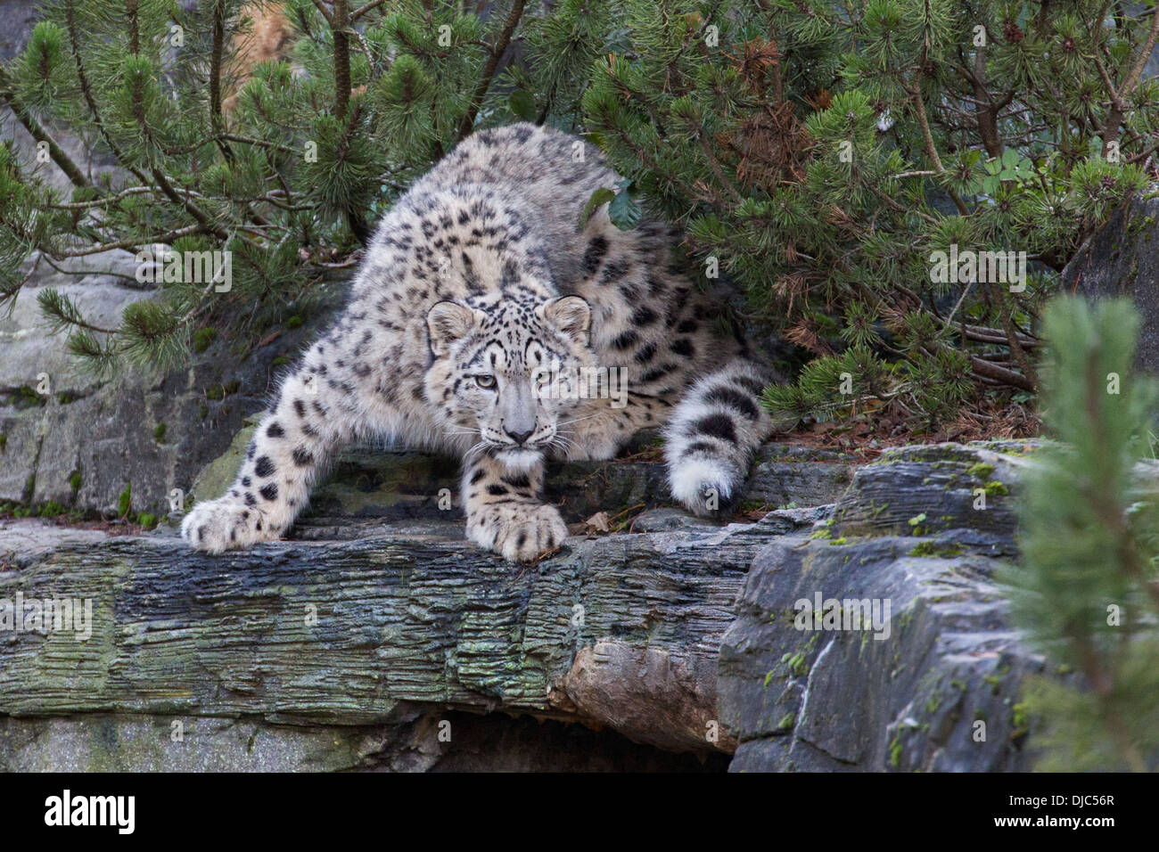 Snow Leopard cub 7 months old. Stock Photo