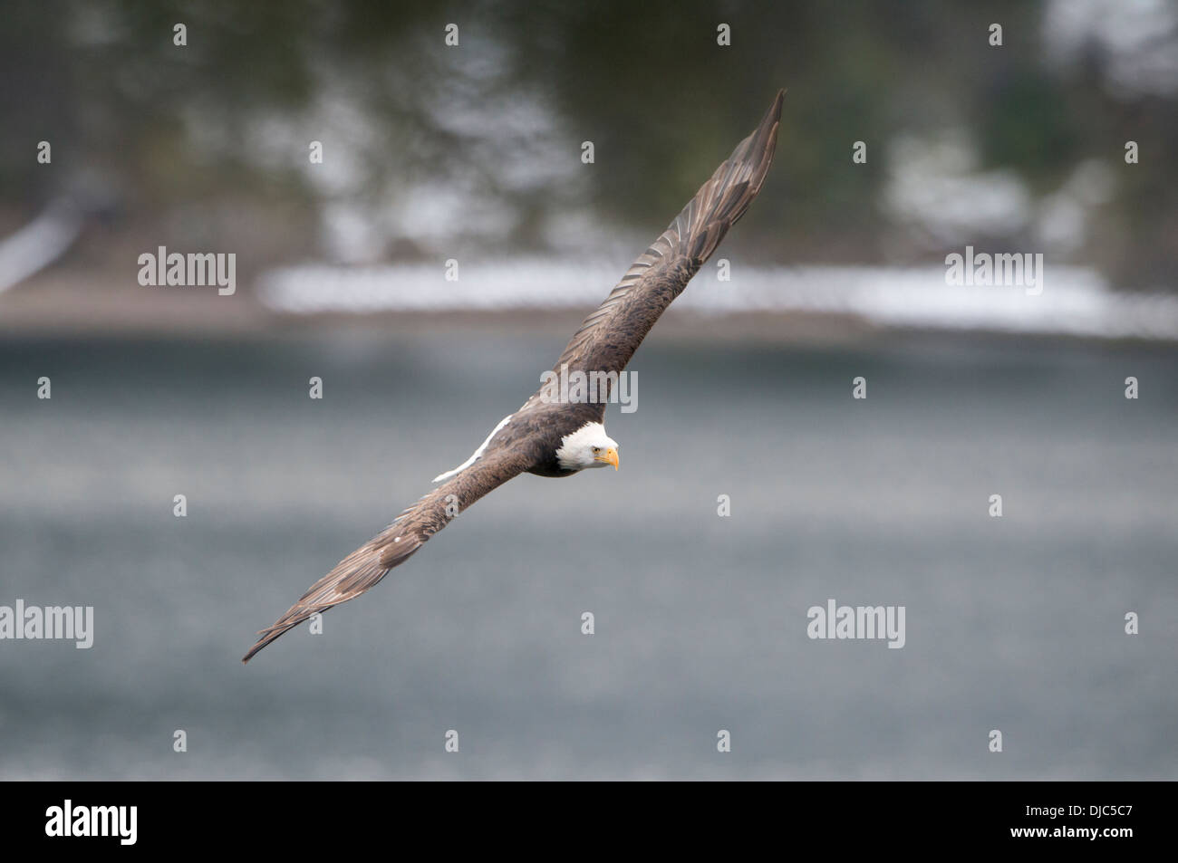 An adult bald eagle (Haliaeetus leucocephalus) flies over an Idaho lake in Winter, Idaho Stock Photo