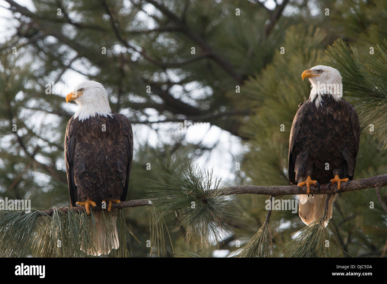 A pair of bald eagles (Haliaeetus leucocephalus) perched on a limb of a pine tree, Idaho Stock Photo