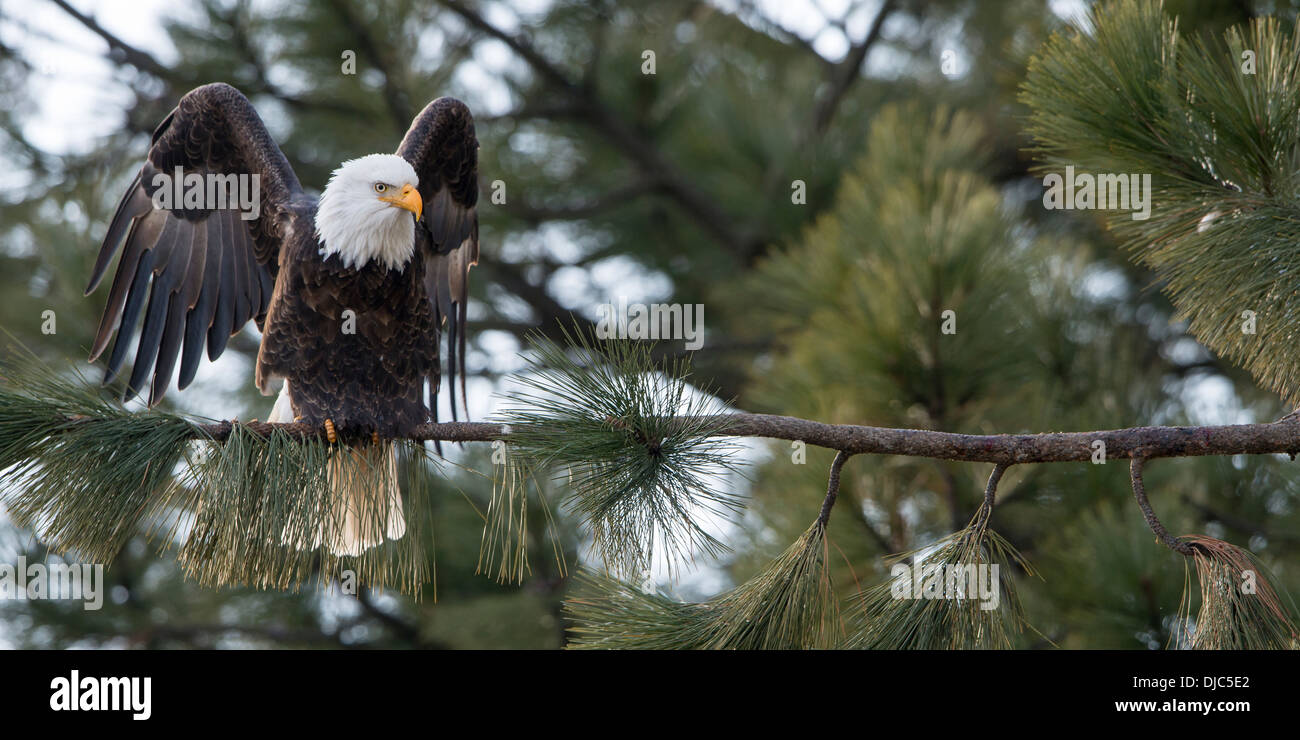 A bald eagle (Haliaeetus leucocephalus) unfurls its wings before taking off, Idaho Stock Photo