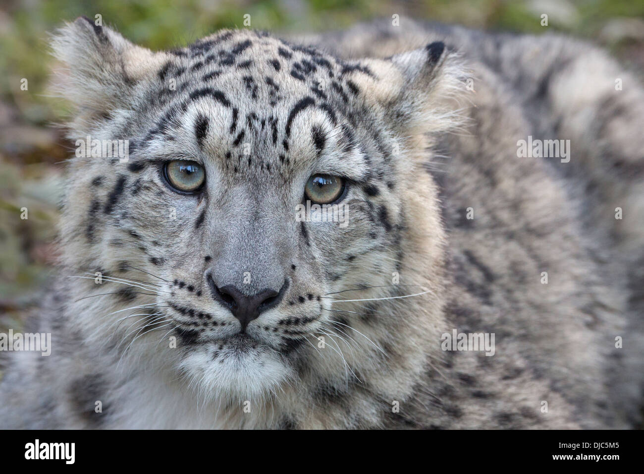 Snow Leopard cub 7 months old. Stock Photo