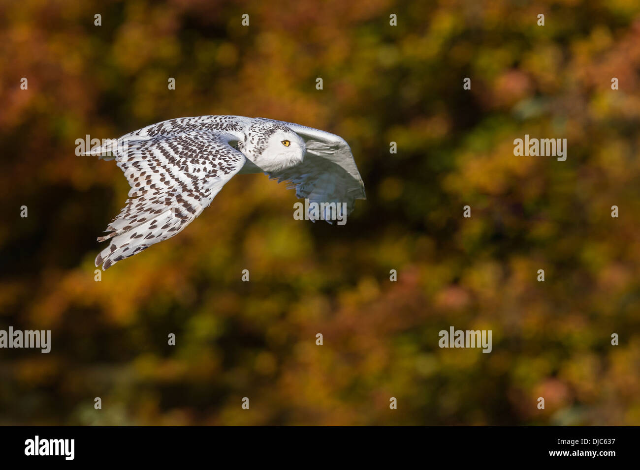 Snowy Owl in flight Stock Photo