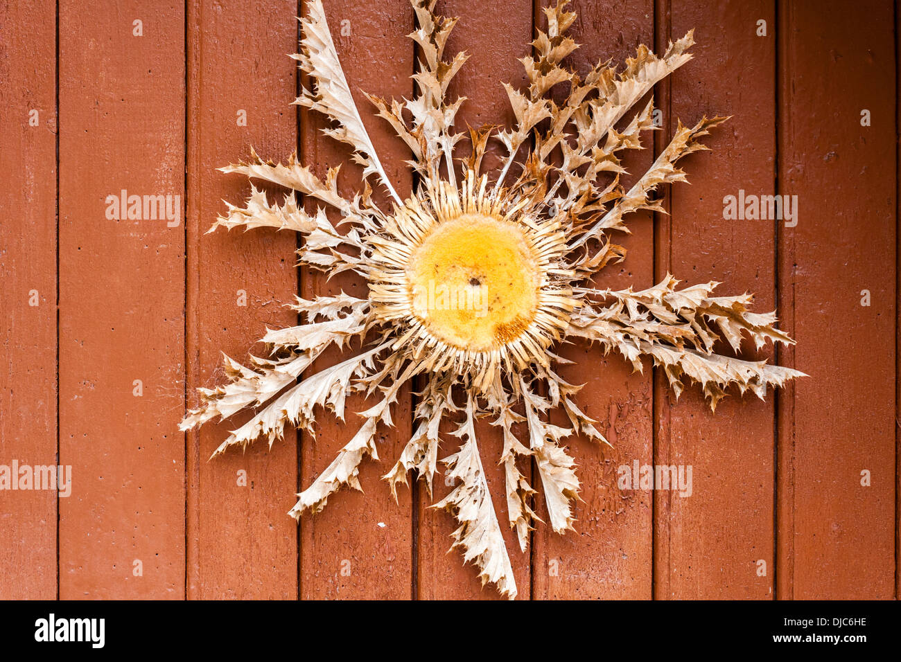 Dried Cardabelle Flower on door of house in Saint-Guilhem-le-Désert, Languedoc-Roussillon, France Stock Photo
