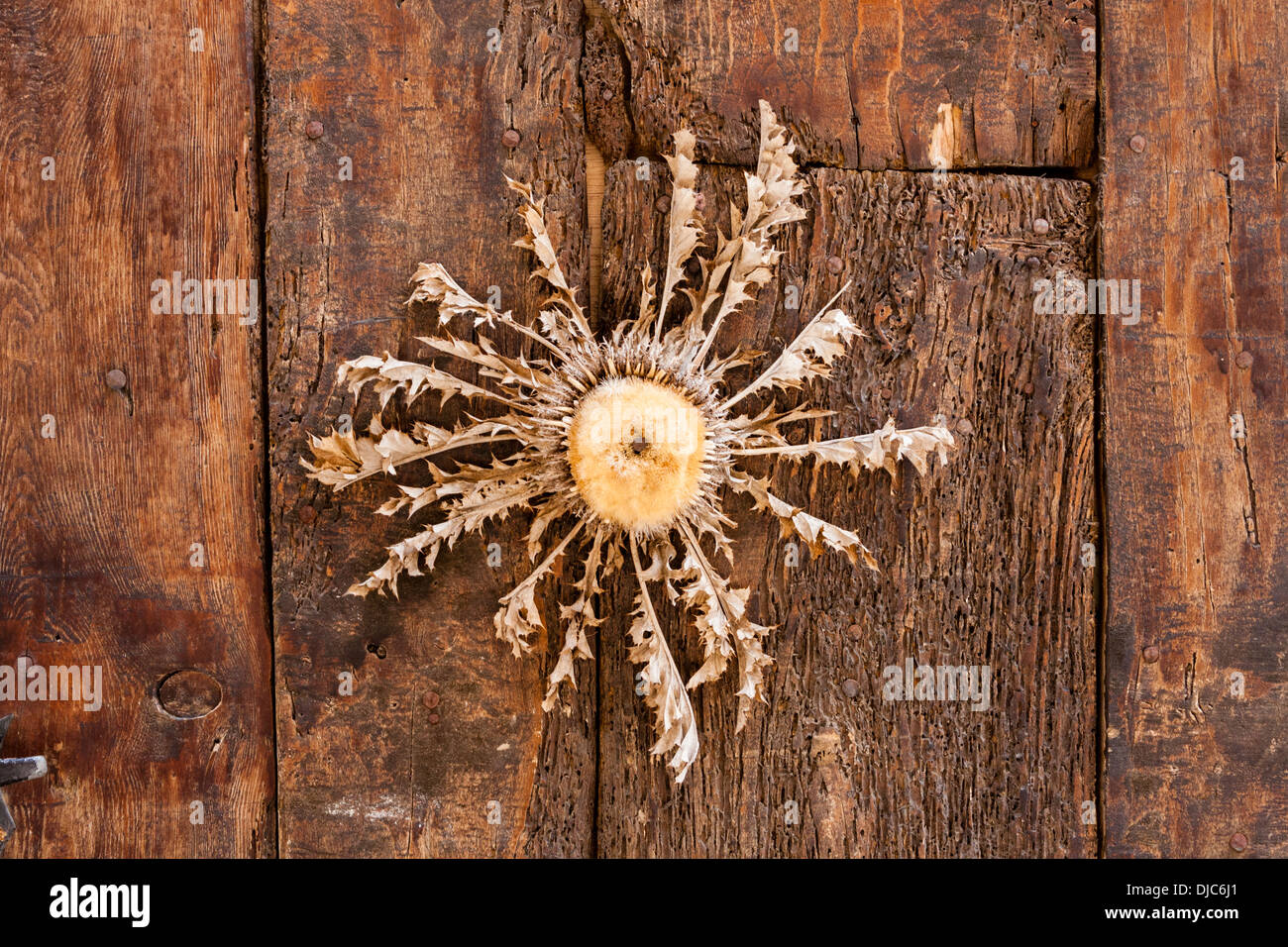 Dried Cardabelle Flower on old wooden door of house in Saint-Guilhem-le-Désert, Languedoc-Roussillon, France Stock Photo