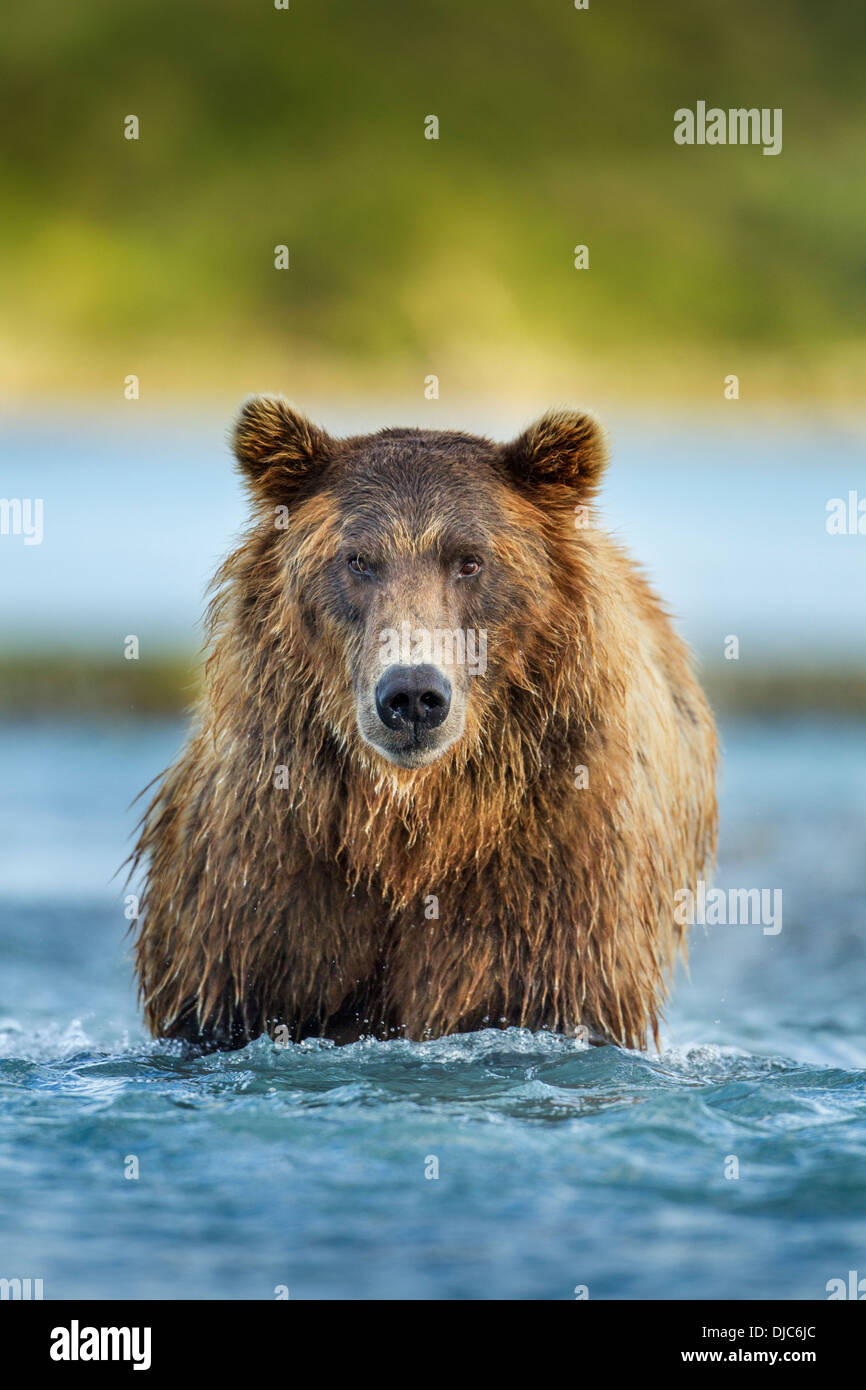 USA, Alaska, Katmai National Park, Coastal Brown Bear (Ursus arctos) standing in salmon spawning stream by Kukak Bay Stock Photo