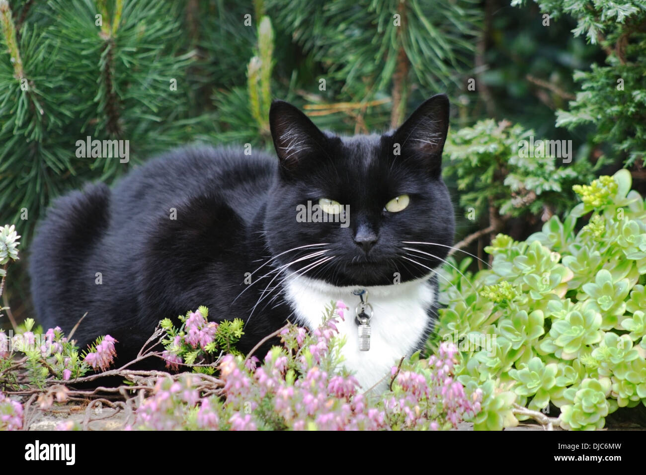Domestic black and white cat in garden Stock Photo - Alamy