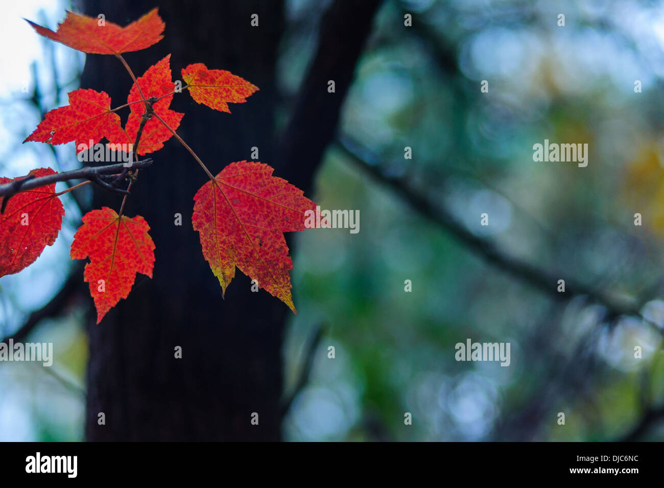 Photograph of red maple leaves against a natural blurred background. Stock Photo