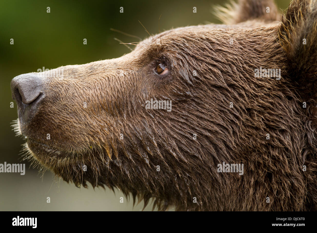 USA, Alaska, Katmai National Park, Close-up of Coastal Brown Bear Cub (Ursus arctos) along Kuliak Bay Stock Photo