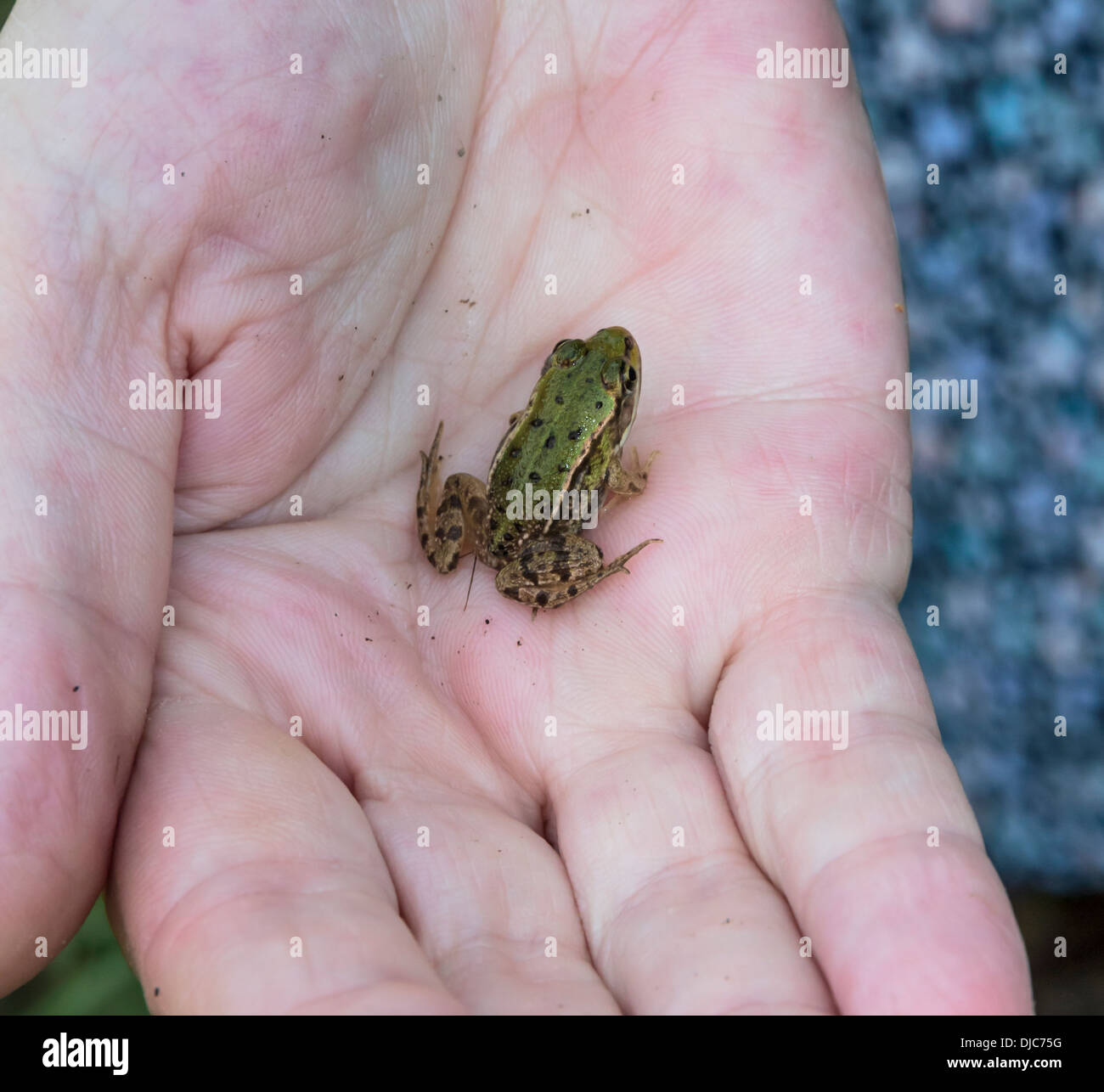 Litttle baby frog sits in the middle of human palm Stock Photo - Alamy