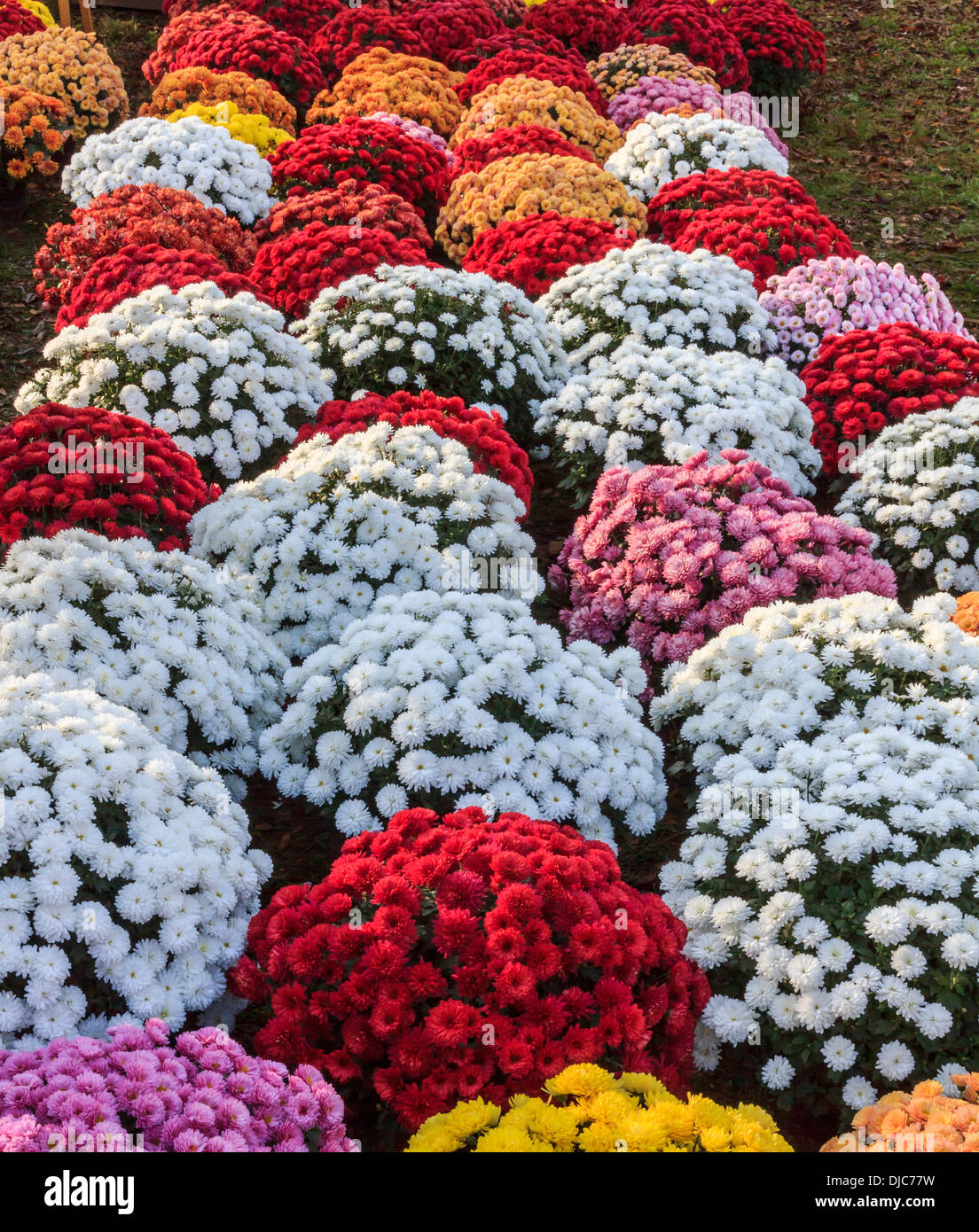 Chrysanthemums of various colors, standing close to each other in pots. Stock Photo