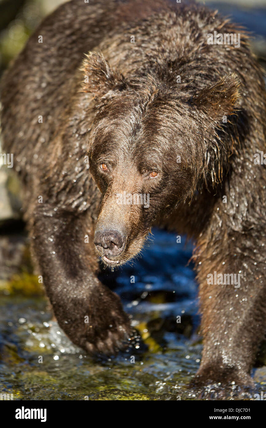 Alaska coastal brown bear hi-res stock photography and images - Alamy