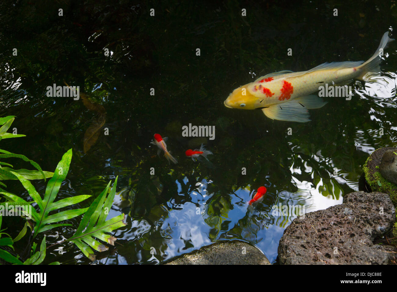 Koi, Japanese, carp, fish, hawaii Stock Photo Alamy