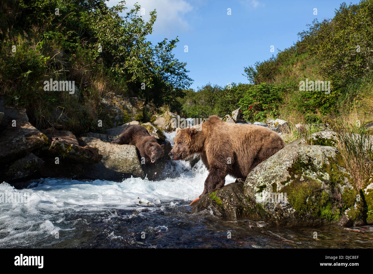 usa-alaska-katmai-national-park-coastal-brown-bears-ursus-arctos