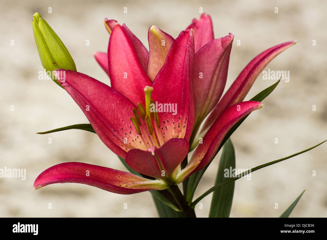 Close-up of stargazer lilies (Lilium Stock Photo - Alamy