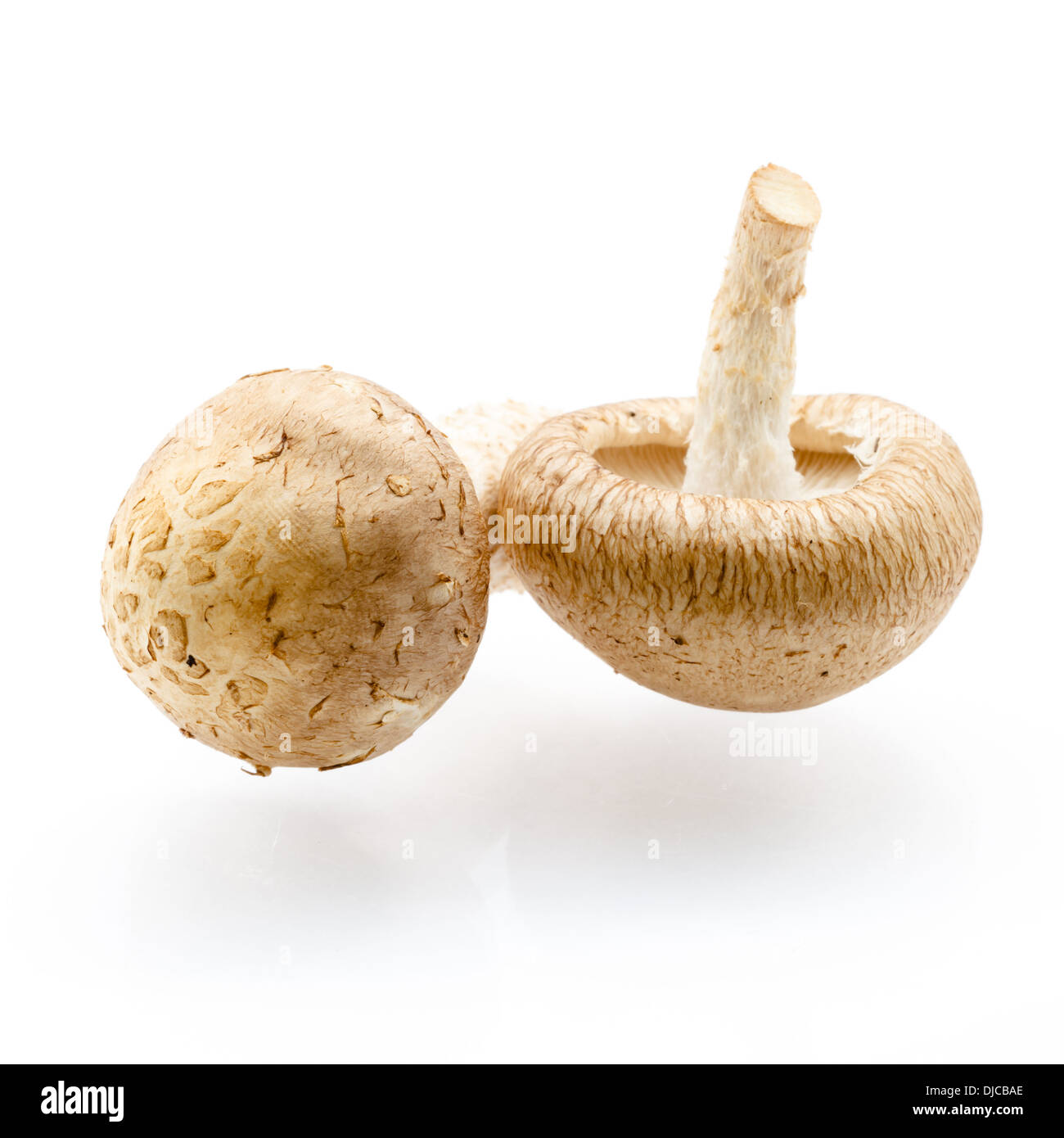 Prato com shitake shimeji e champignon hi-res stock photography