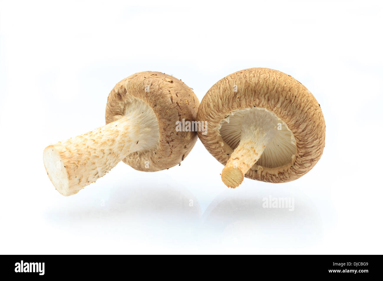 Fresh Shiitake Mushroom Stock Photo Alamy