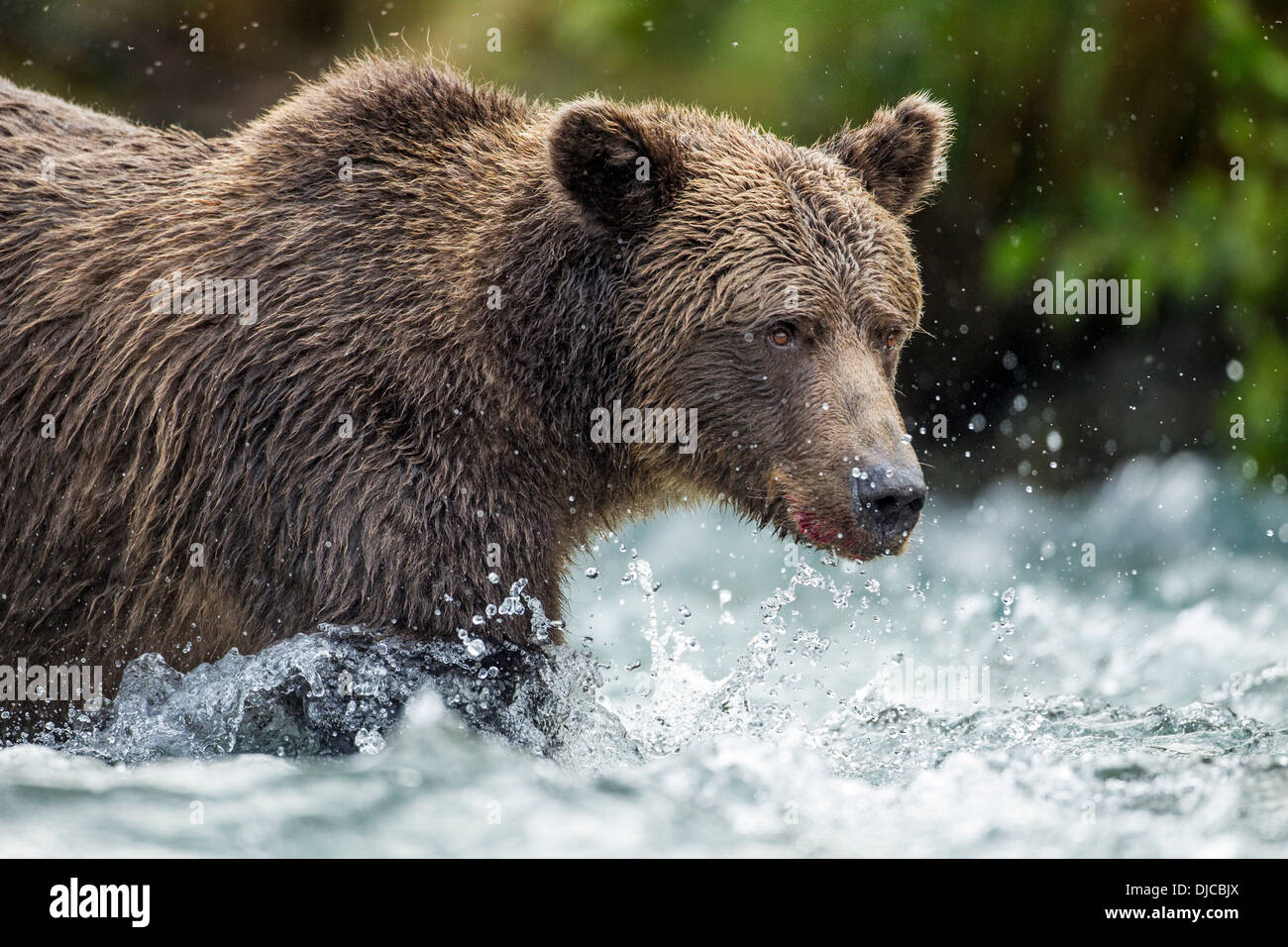 USA, Alaska, Katmai National Park, Coastal Brown Bear (Ursus arctos) fishing in salmon spawning stream along Geographic Harbor Stock Photo