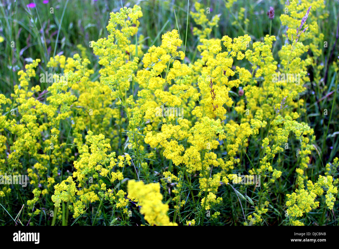 image of yellow flowers of Galium verum Stock Photo