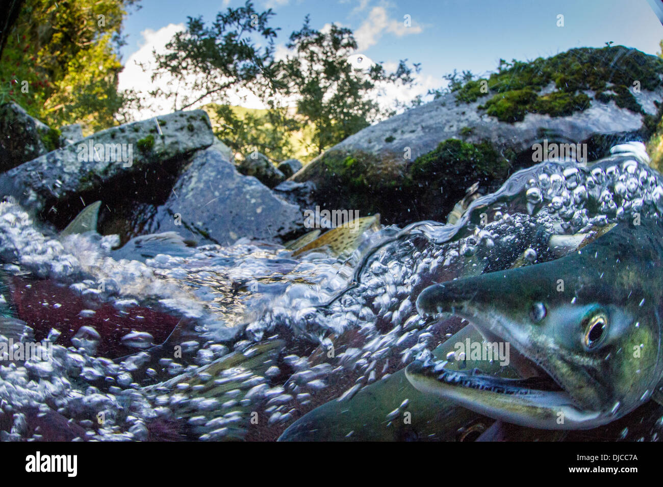 Pink humpback salmon oncorhynchus gorbuscha hi-res stock photography ...