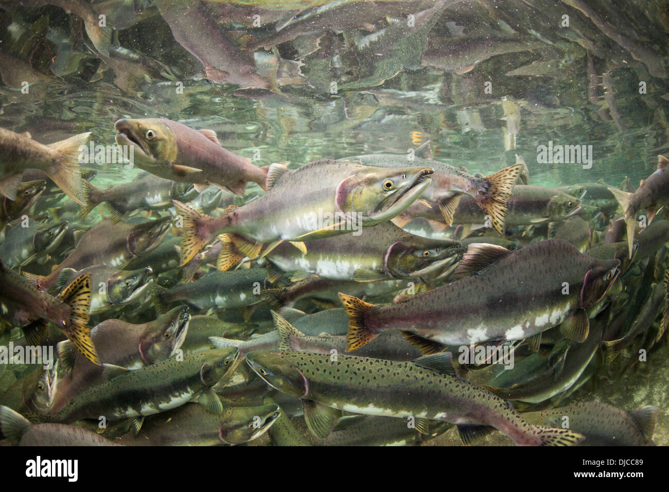 USA, Alaska, Katmai National Park, Underwater view of spawning Pink Salmon (Oncorhynchus gorbuscha) along Kuliak Bay Stock Photo