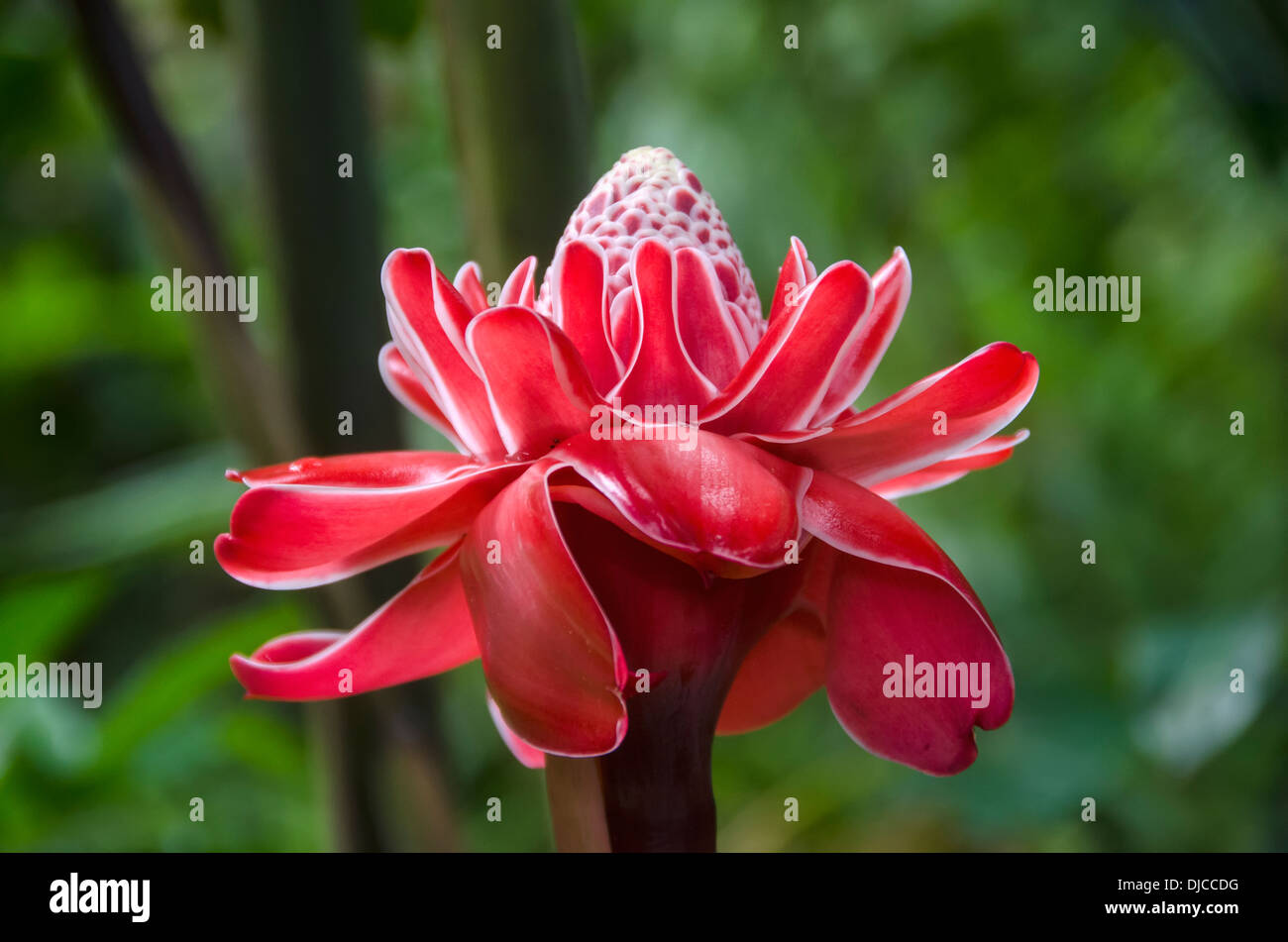 Torch Ginger Flower (Etlingera Elatior); Ocho Rios, Jamaica Stock Photo