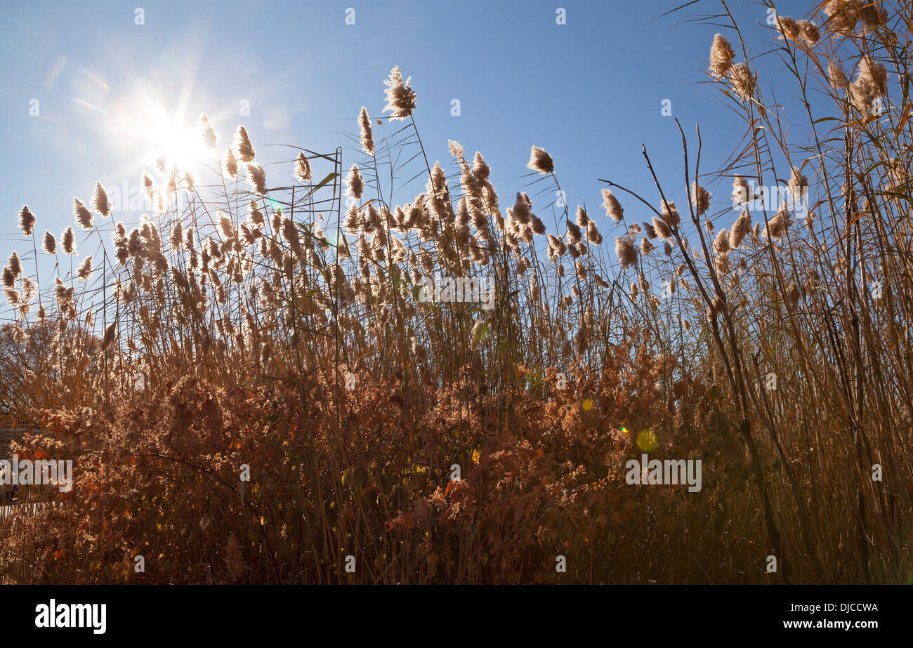 Sunlight for plants hi-res stock photography and images - Alamy