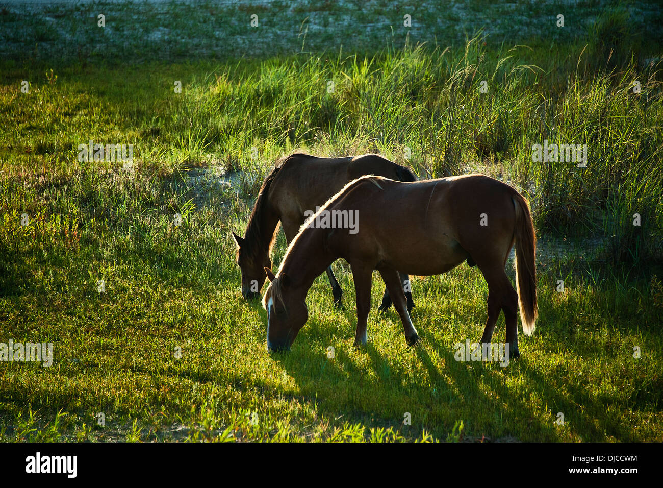 Wild Spanish Mustang grazing, Outer Banks, North Carolina, USA Stock Photo