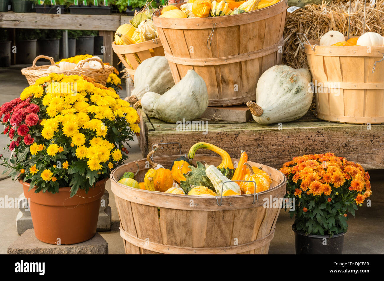 Fall harvest display with gourds squash and flowers Stock Photo Alamy