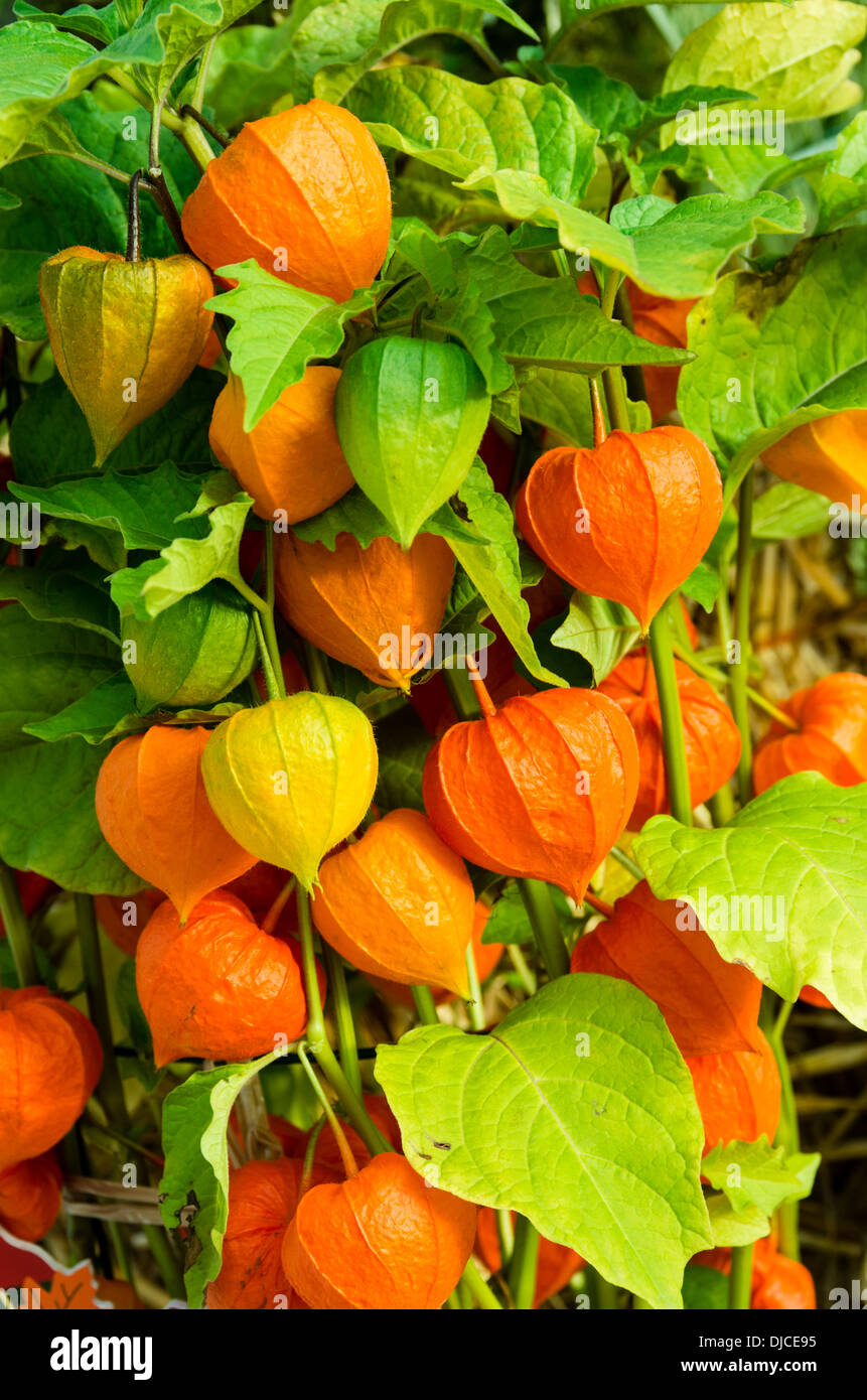 Chinese Lantern or winter cherry plants with orange lanterns Stock Photo